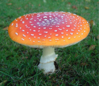 amanita muscaria.jpg